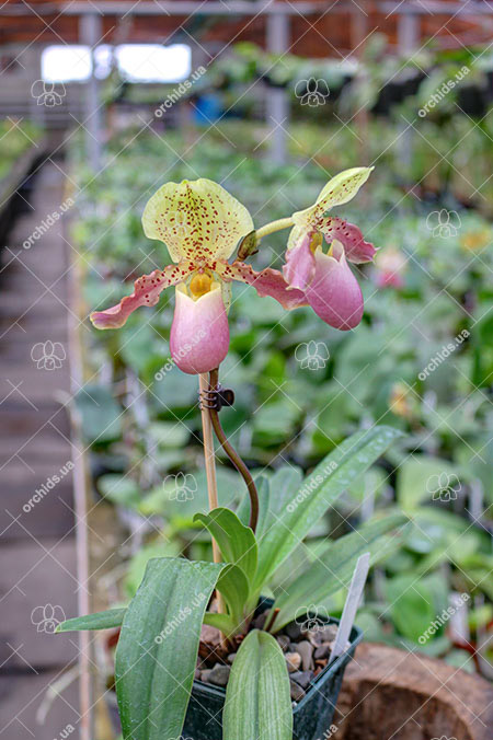 Paphiopedilum primulinum x henryanum.jpg
