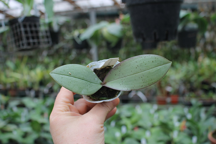 Phalaenopsis Bronze Maiden.jpg