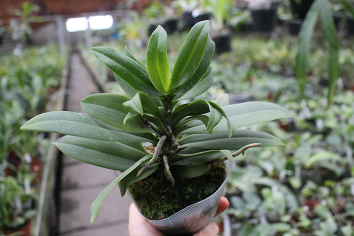 Renanthopsis Azimanna.jpg