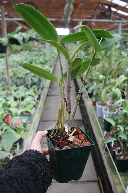 Cattleya schofieldiana 'Caioaba' (ES) x schofieldiana 'Sta Leopoldina' (ES).jpg