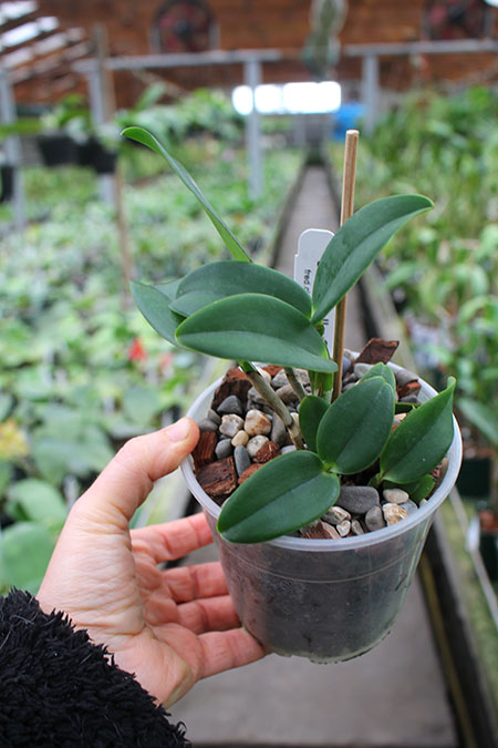 Brassolaeliocattleya Sun Spots 'SVO Best' x Sophrolaeliocattleya Katherine Clarkson 'SVO'.jpg