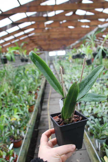Laeliocattleya Color Guard 'Parade'.jpg