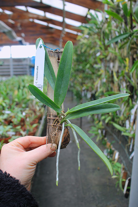 Cattleya maxima alba.jpg