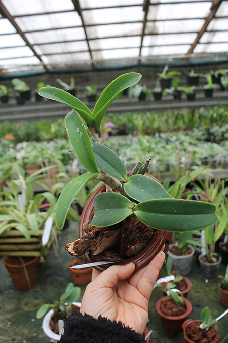 Cattleya nobilior amalie.jpg