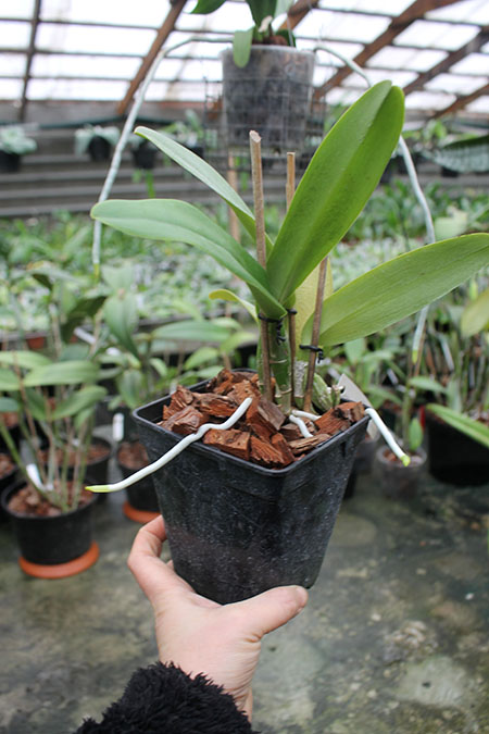 Cattleya labiata coerulea 'Filha de Junior' x Cattleya labiata coerulea 'Filha de Panelas'.jpg
