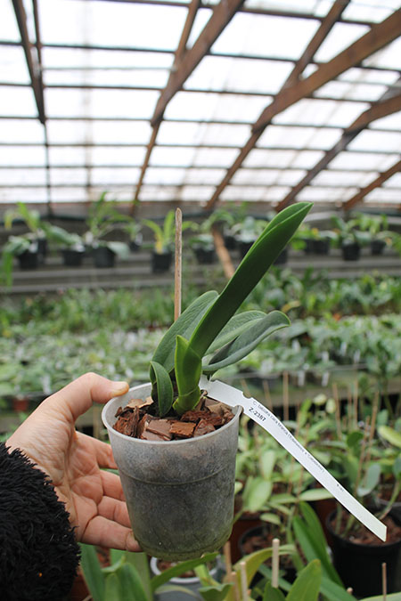 Cattleya labiata (cara branca) 'Edelweiss' x labiata (cara branca) 'Cabelinho'.jpg