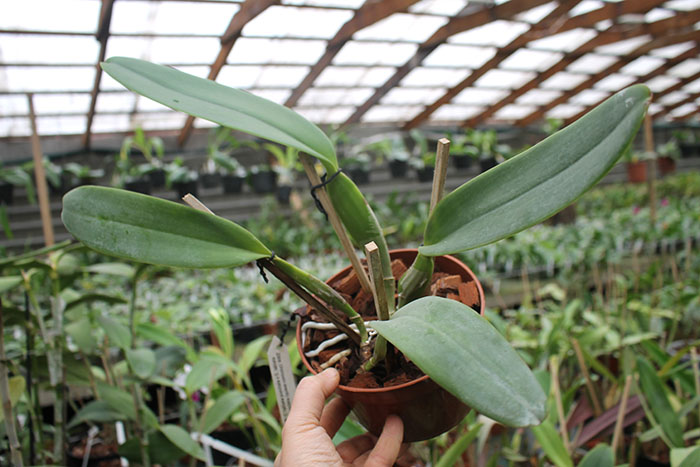 Cattleya labiata punctata x Cattleya labiata punctata (quase concolor) 'AWZ'.jpg