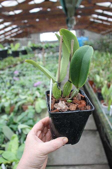 Cattleya gaskelliana semi-alba 'Maruja' x 'Naria'.jpg