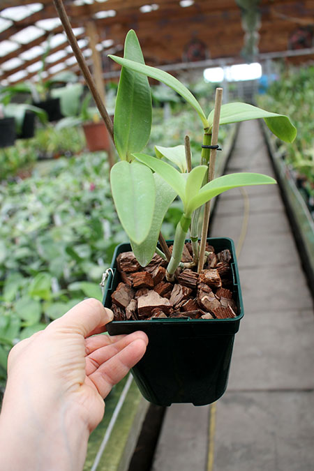 Cattleya intermedia coerulea aquini flamea 'AWZ' x Cattleya intermedia aquinii coerulea 'AP'.jpg