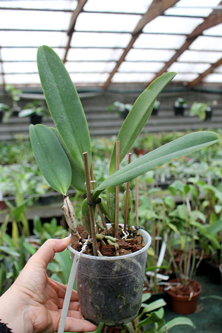 Cattleya warneri coerulea 'Carolina' x Cattleya warneri coerulea 'Raasch'.jpg