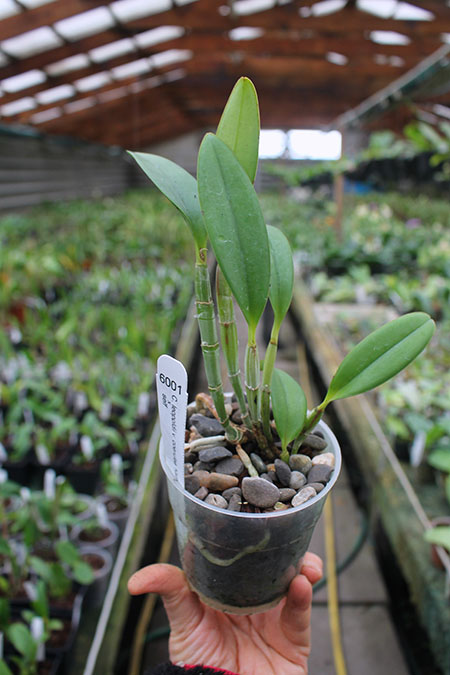 Cattleya leopoldii coerulea 'Kathleen' x self.jpg
