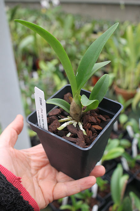 Cattleytonia Why Not (yellow) 4N x sib.jpg