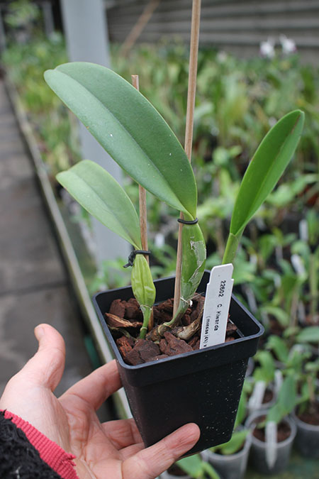 Cattleya Kiwanda 4N (mossiae 4N x skinneri 4N).jpg