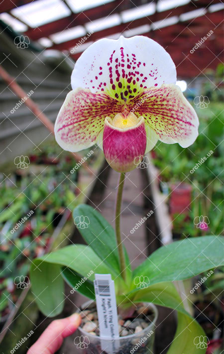 Paphiopedilum Yi-Ying Colorful Clouds x Knight's Niveum.jpg