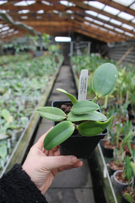 Cattleya violacea 'Crimson Glory' x walkeriana 'Morning Mist'.jpg
