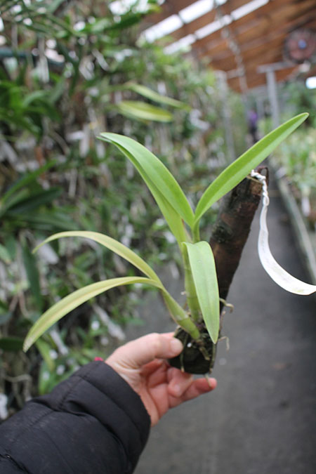 Laelia albida.jpg
