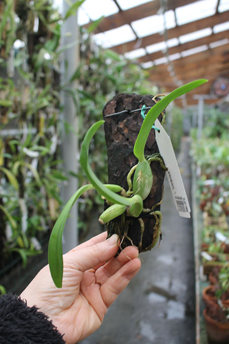 Laelia fidelensis.jpg