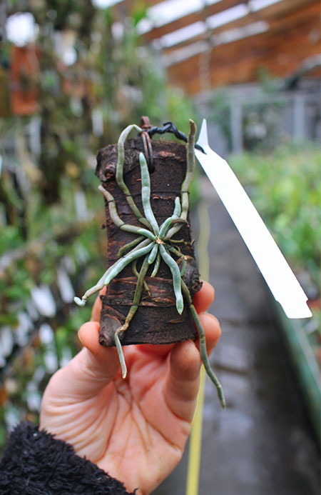 Chiloschista exuperei.jpg