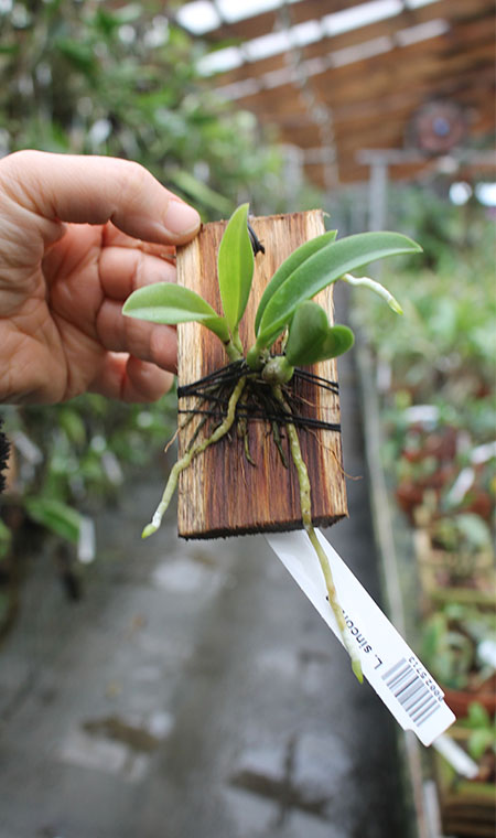 Laelia sincorana.jpg