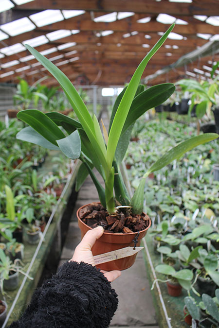 Panarica ionocentra.jpg