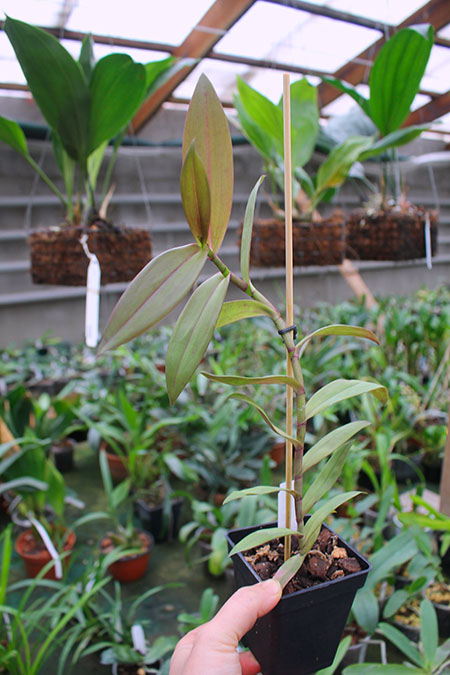 Epidendrum pseudepidendrum x melanoporphyreum.jpg