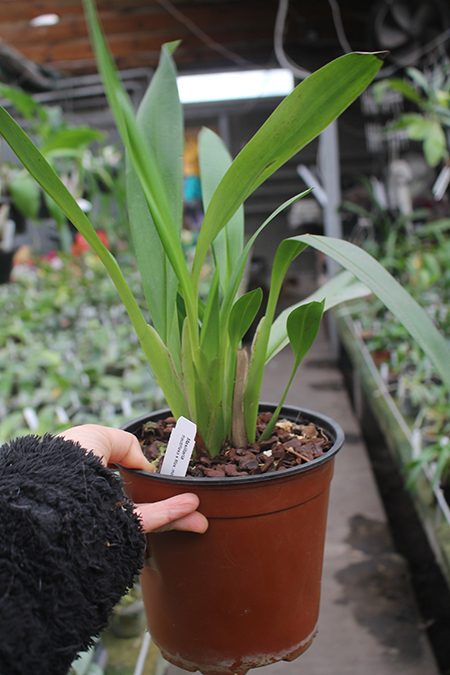 Maxillaria fractiflexa x molitor orange.jpg