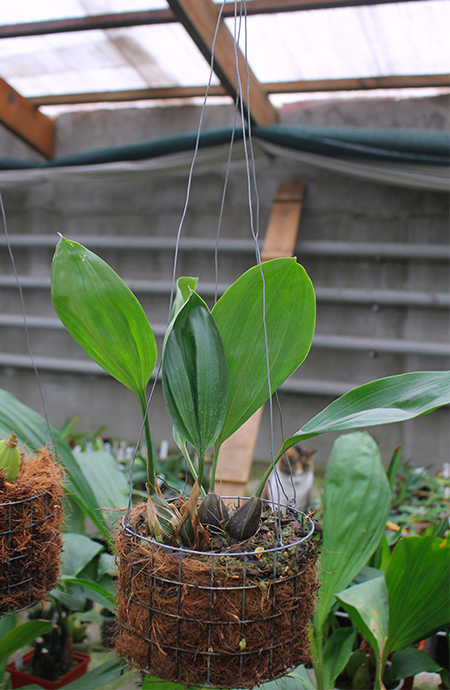 Stanhopea florida.jpg