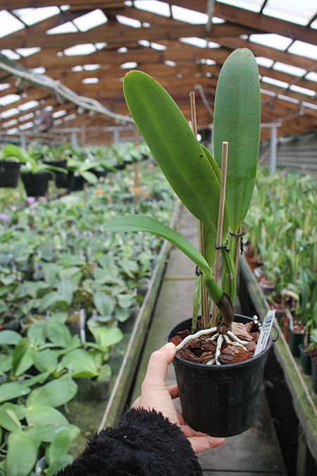 Brassolaeliocattleya Chrissy Compton 'Mary Piazza'.jpg