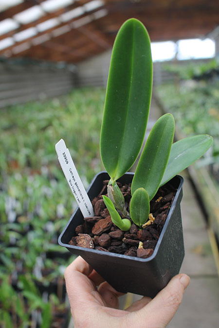 Cattleya gaskelliana coerulea 'Blue Dragon'.jpg