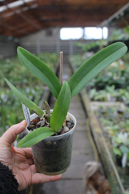 Laeliocattleya Summerland Girl 'Orchidglade' x Schomburgkia schultzei 'Old Sherry'.jpg