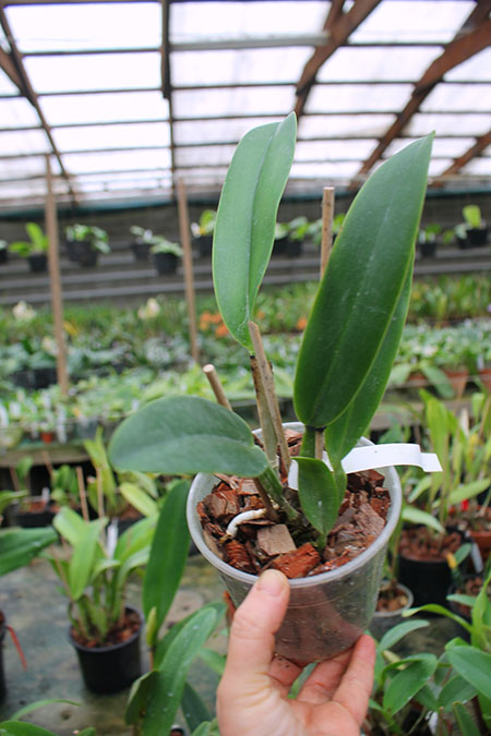 Cattleya mendelli alba 'Clayton' SELF.jpg