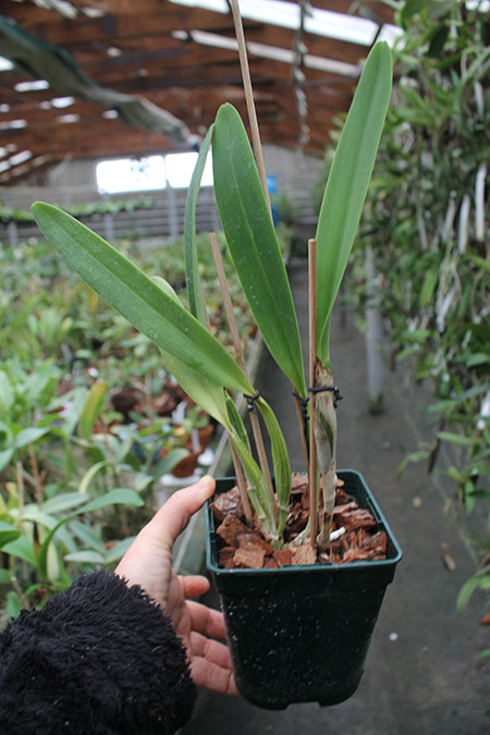 Cattleya mendelli concolor 'Bucaramanga' x SELF.jpg