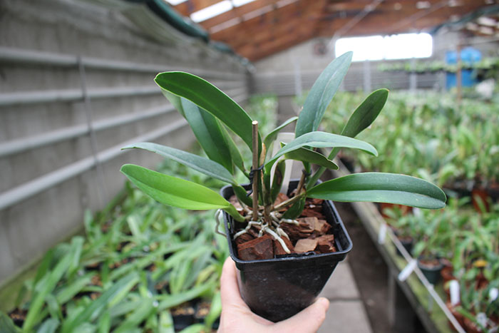 Sophrocattleya Crystelle Smith 'N R'.jpg