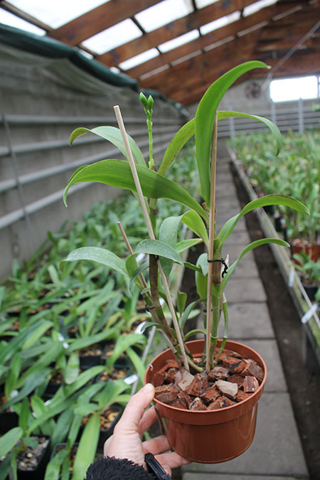 Epicattleya Rene Marques x Potinara Free Spirit.jpg