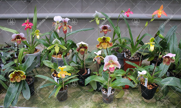Paphiopedilum.jpg