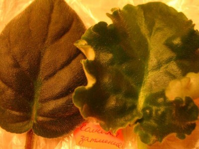 IMG_1302 (Small).JPG