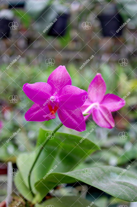 Phalaenopsis Mituo Sun 'Mituo #1' x Ld's Bear King 'YK-14'.jpg