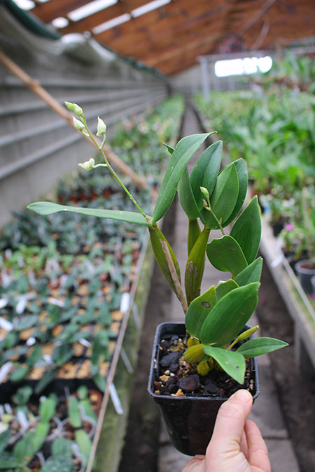 Dendrobium Mini Snowflake x Micro Chip.jpg