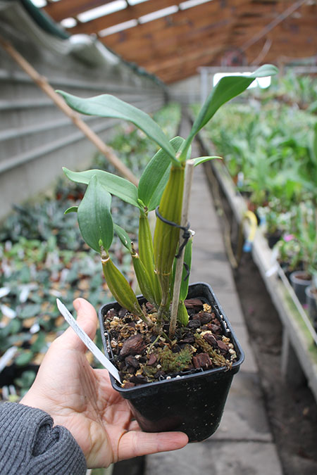 Dendrobium Micro Chip x Roy Tokunaga.jpg