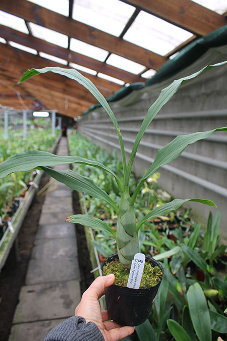 Catasetum Orchidglade 'Davie Ranches' x Catasetum tiginum 'SVO'.jpg