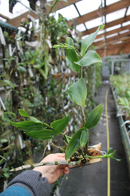 Dendrobium amethystoglossum.jpg