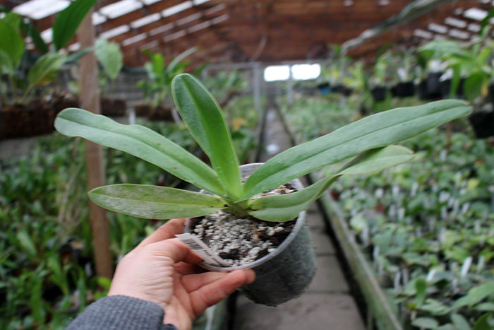 Paphiopedilum sanderianum.jpg