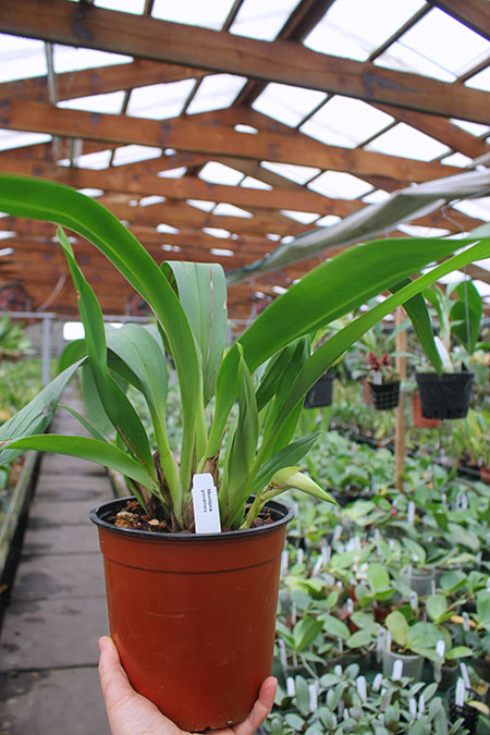 Maxillaria grandiflora.jpg