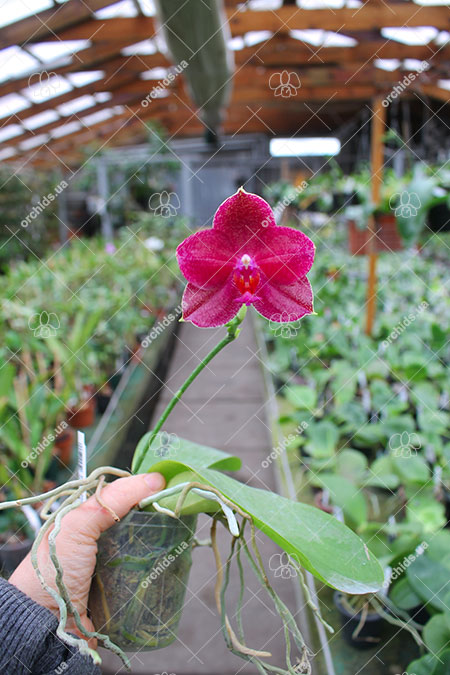 Phalaenopsis Mituo Sun 'Mituo #1' x Ld's Bear King 'RK-1'.jpg