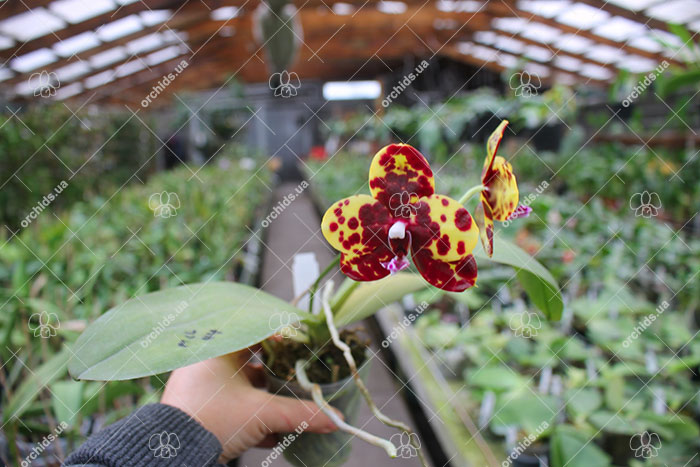 Phalaenopsis Mituo Diamond 'B-B'.jpg