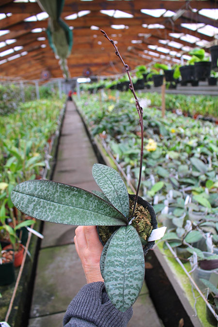 Phalaenopsis schilleriana x sib.jpg