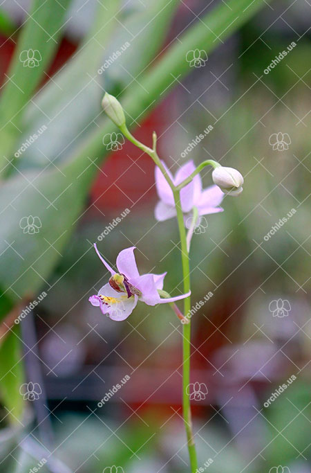 Barkeria whartoniana.jpg