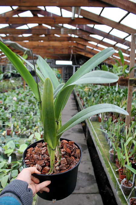Laelia purpurata estriata suave 'AWZ' x Laelia purpurata estriata suave 'Pedra Azul'.jpg