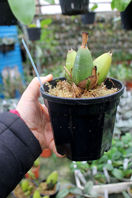 Lycaste brevispatha x Aquarius 'Soft Pink'.jpg