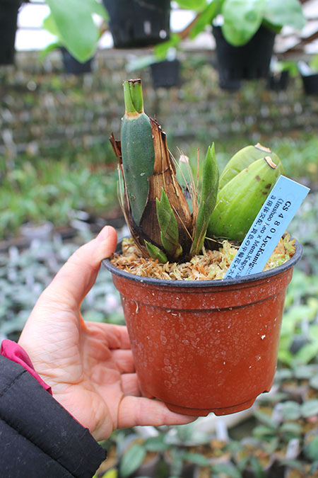 Lycaste Kamigamo ((Leo x Imshootiana) x Mem Kageyuki Mito 'Yellow Fantasy').jpg